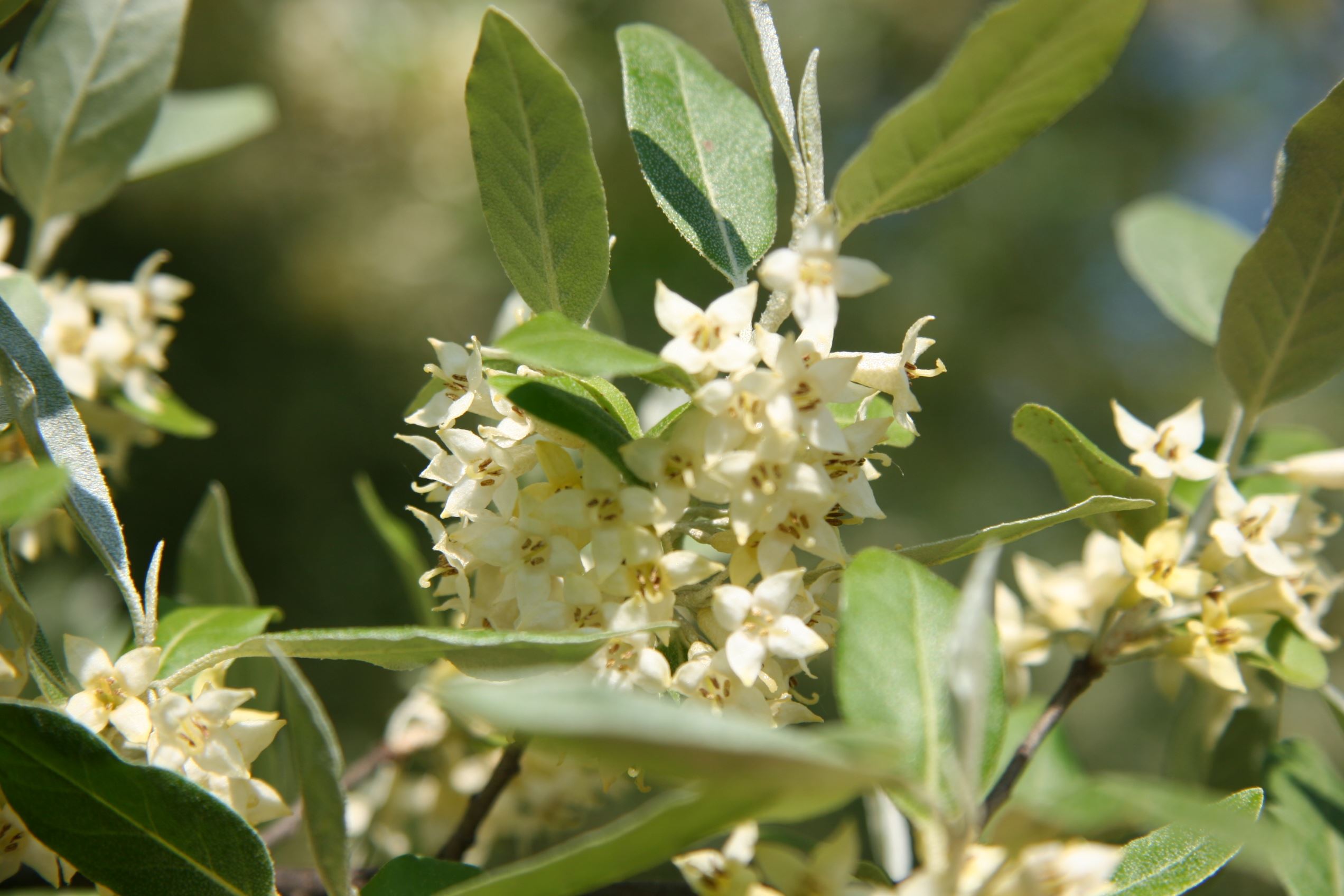 Autumn Olive Elaeagnus umbellata Flowers