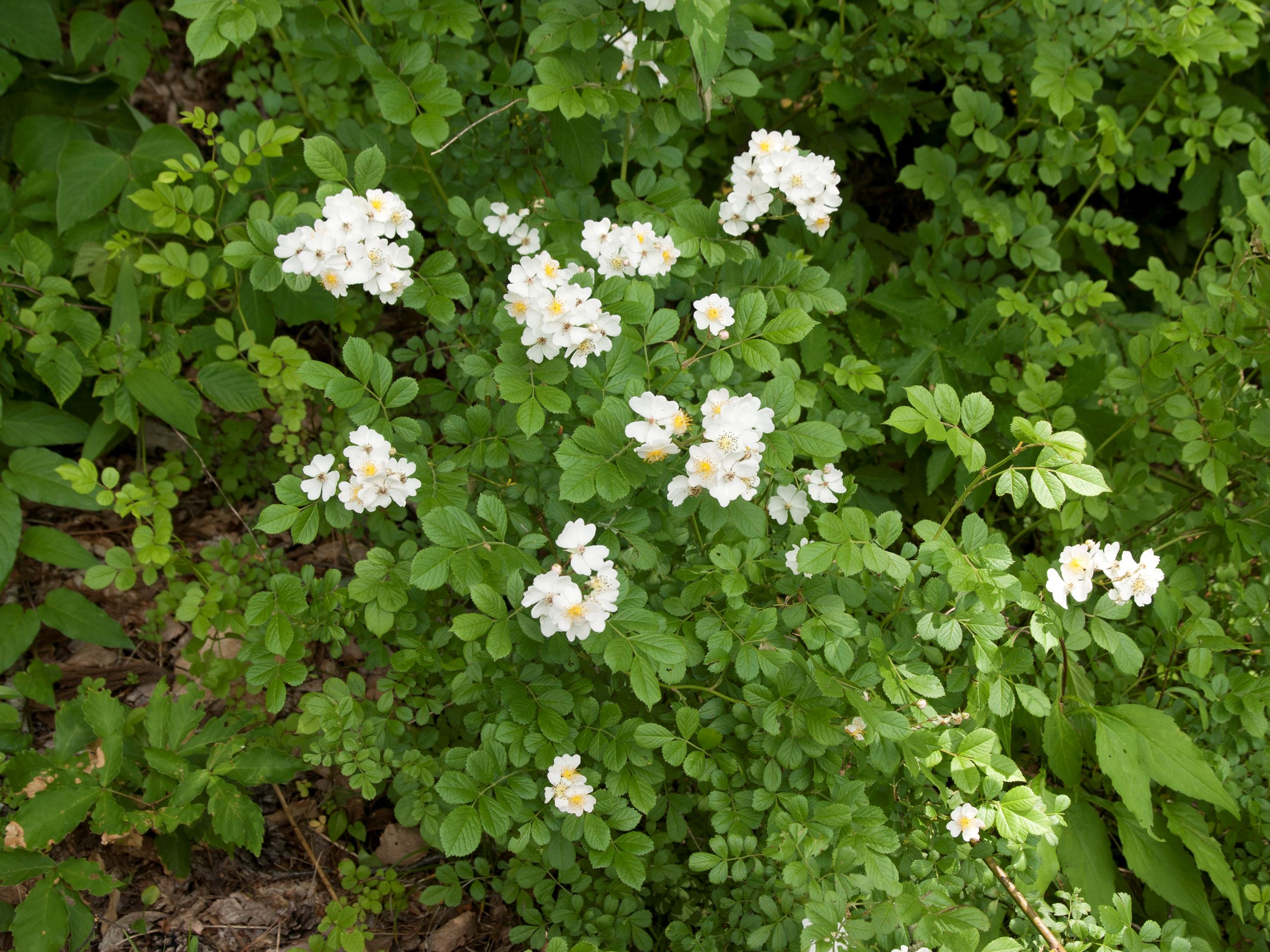 Rosa_multiflora_a03